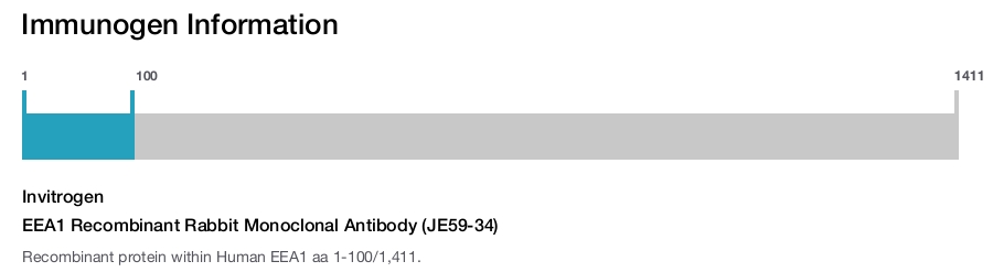 EEA1 Recombinant Rabbit Monoclonal Antibody (JE59-34)