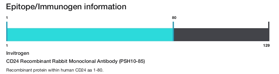 CD24 Recombinant Rabbit Monoclonal Antibody (PSH10-85)