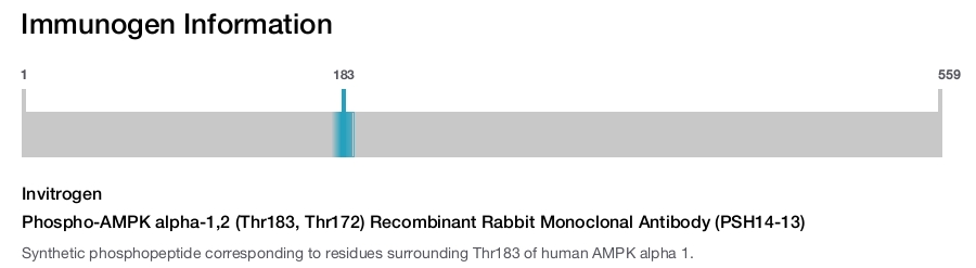 Phospho-AMPK alpha-1,2 (Thr183, Thr172) Recombinant Rabbit Monoclonal Antibody (PSH14-13)