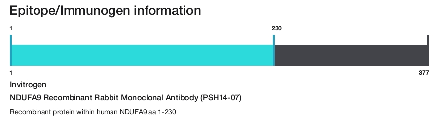 NDUFA9 Recombinant Rabbit Monoclonal Antibody (PSH14-07)