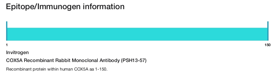 COX5A Recombinant Rabbit Monoclonal Antibody (PSH13-57)