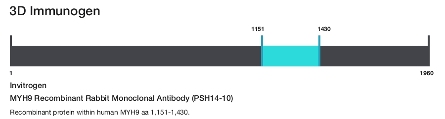 MYH9 Recombinant Rabbit Monoclonal Antibody (PSH14-10)