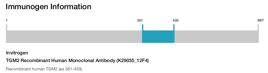 TGM2 Recombinant Human Monoclonal Antibody (K29035_12F4)