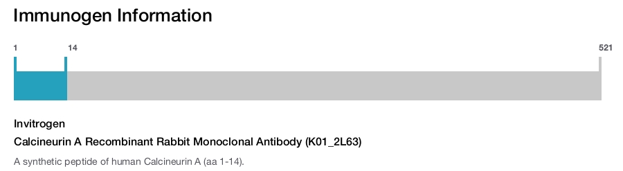 Calcineurin A Recombinant Rabbit Monoclonal Antibody (K01_2L63)