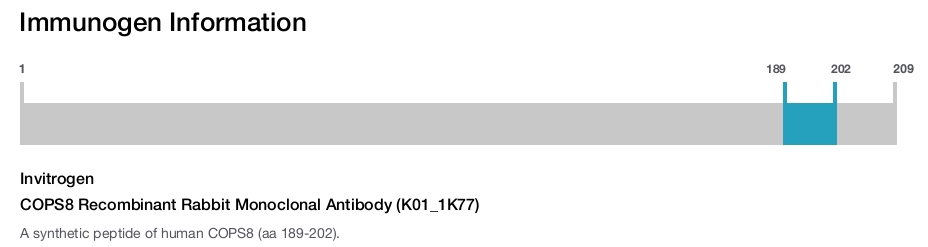 COPS8 Recombinant Rabbit Monoclonal Antibody (K01_1K77)
