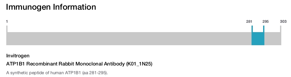 ATP1B1 Recombinant Rabbit Monoclonal Antibody (K01_1N25)