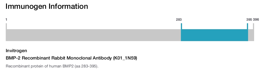 BMP-2 Recombinant Rabbit Monoclonal Antibody (K01_1N59)