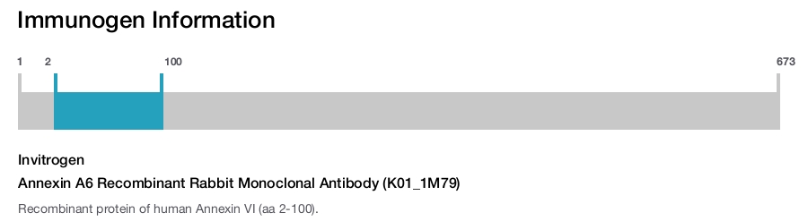 Annexin A6 Recombinant Rabbit Monoclonal Antibody (K01_1M79)