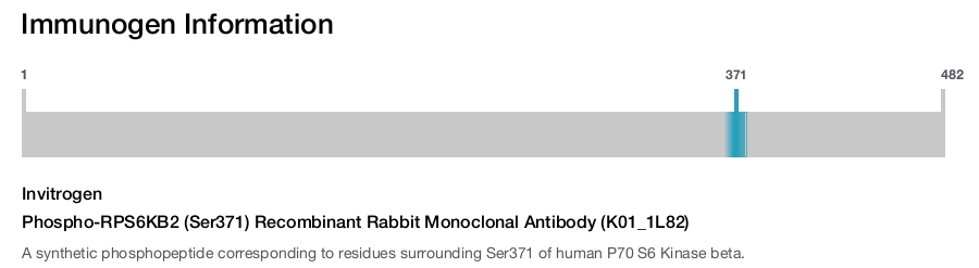 Phospho-RPS6KB2 (Ser371) Recombinant Rabbit Monoclonal Antibody (K01_1L82)