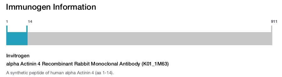 alpha Actinin 4 Recombinant Rabbit Monoclonal Antibody (K01_1M63)