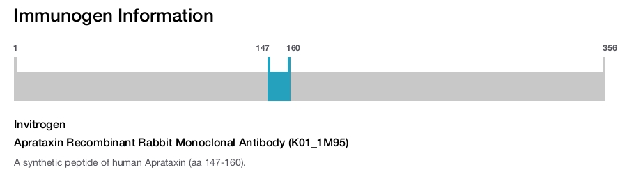 Aprataxin Recombinant Rabbit Monoclonal Antibody (K01_1M95)