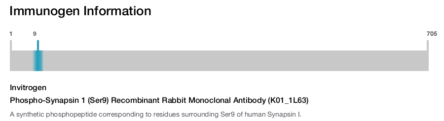 Phospho-Synapsin 1 (Ser9) Recombinant Rabbit Monoclonal Antibody (K01_1L63)