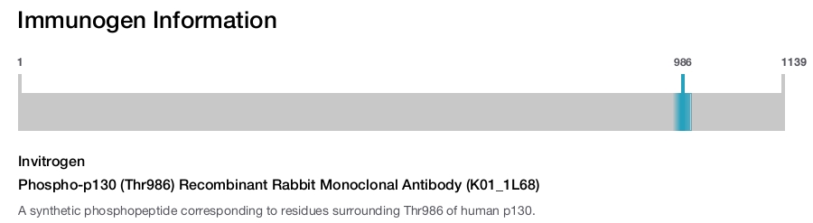 Phospho-p130 (Thr986) Recombinant Rabbit Monoclonal Antibody (K01_1L68)