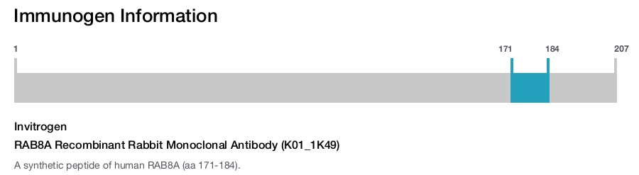 RAB8A Recombinant Rabbit Monoclonal Antibody (K01_1K49)