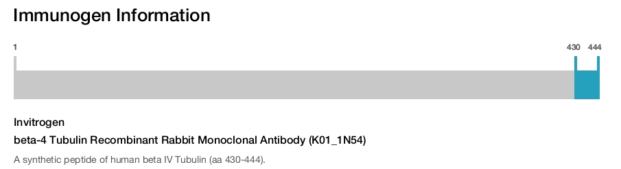 beta-4 Tubulin Recombinant Rabbit Monoclonal Antibody (K01_1N54)