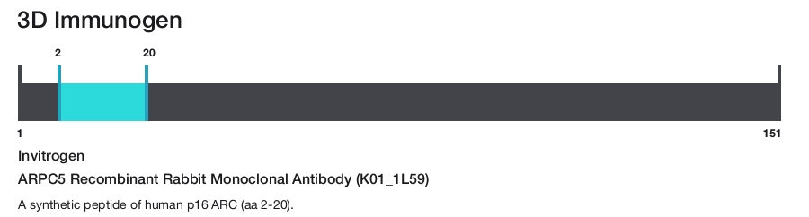 ARPC5 Recombinant Rabbit Monoclonal Antibody (K01_1L59)
