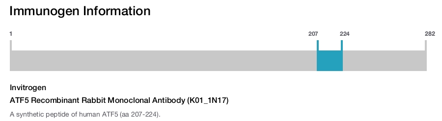 ATF5 Recombinant Rabbit Monoclonal Antibody (K01_1N17)
