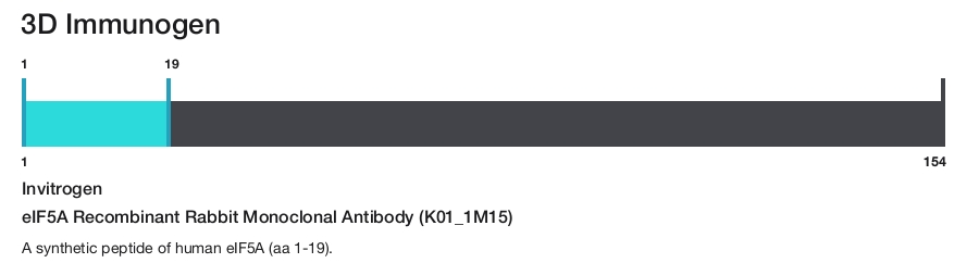 eIF5A Recombinant Rabbit Monoclonal Antibody (K01_1M15)