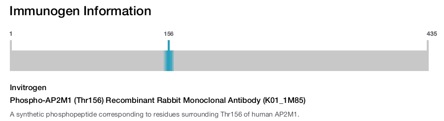 Phospho-AP2M1 (Thr156) Recombinant Rabbit Monoclonal Antibody (K01_1M85)