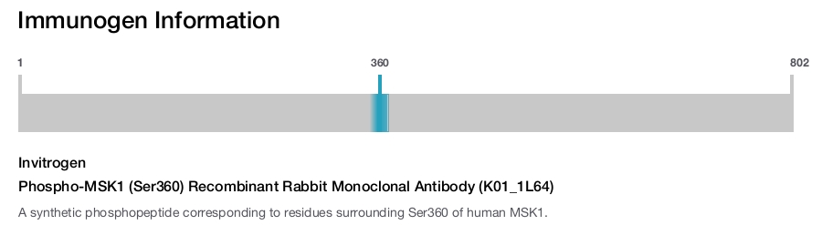 Phospho-MSK1 (Ser360) Recombinant Rabbit Monoclonal Antibody (K01_1L64)