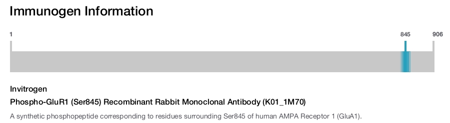 Phospho-GluR1 (Ser845) Recombinant Rabbit Monoclonal Antibody (K01_1M70)