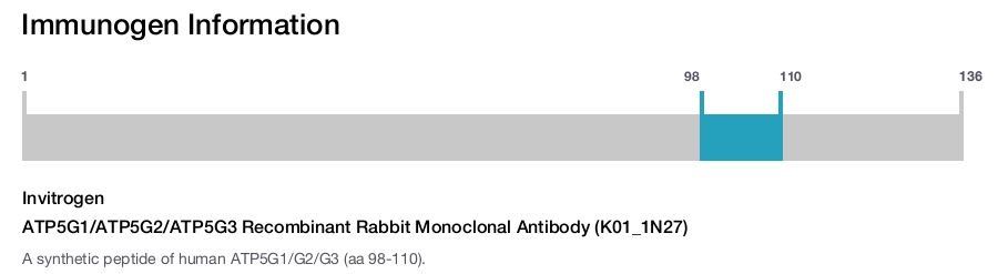 ATP5G1/ATP5G2/ATP5G3 Recombinant Rabbit Monoclonal Antibody (K01_1N27)