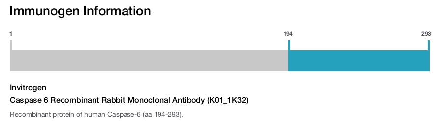 Caspase 6 Recombinant Rabbit Monoclonal Antibody (K01_1K32)