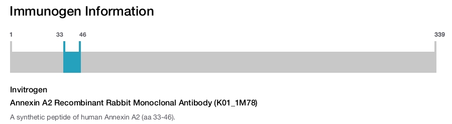 Annexin A2 Recombinant Rabbit Monoclonal Antibody (K01_1M78)