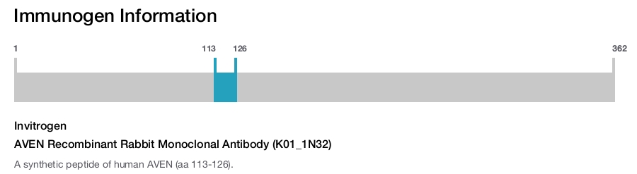 AVEN Recombinant Rabbit Monoclonal Antibody (K01_1N32)