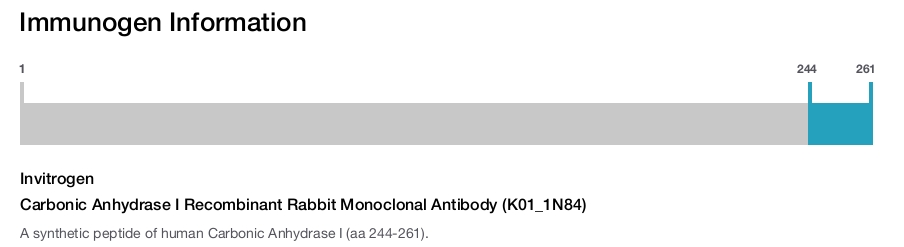 Carbonic Anhydrase I Recombinant Rabbit Monoclonal Antibody (K01_1N84)