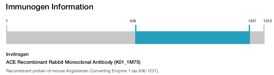 ACE Recombinant Rabbit Monoclonal Antibody (K01_1M75)