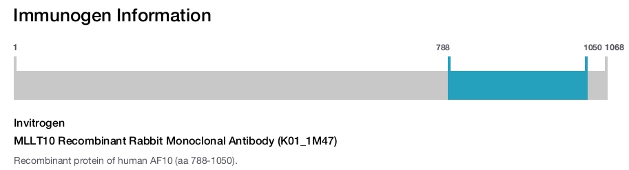 MLLT10 Recombinant Rabbit Monoclonal Antibody (K01_1M47)