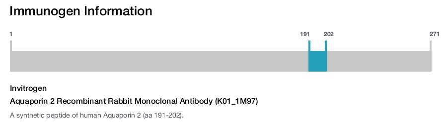 Aquaporin 2 Recombinant Rabbit Monoclonal Antibody (K01_1M97)