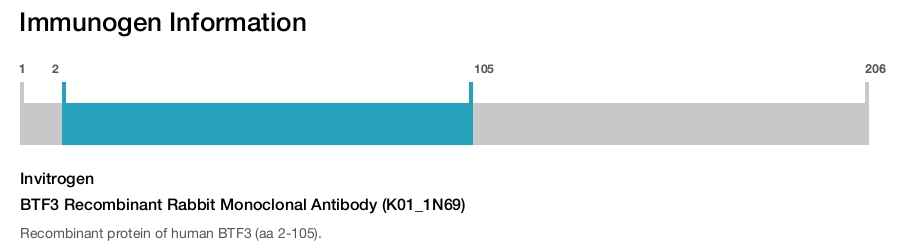 BTF3 Recombinant Rabbit Monoclonal Antibody (K01_1N69)