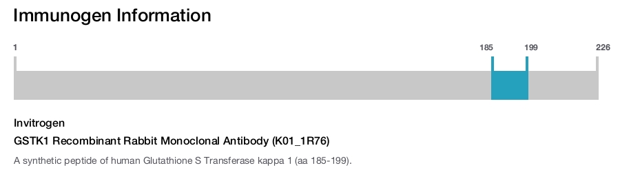 GSTK1 Recombinant Rabbit Monoclonal Antibody (K01_1R76)