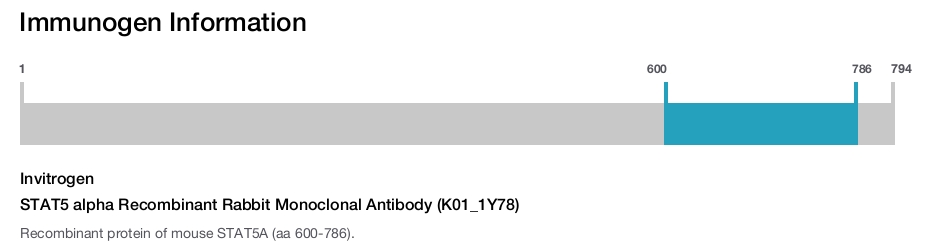 STAT5 alpha Recombinant Rabbit Monoclonal Antibody (K01_1Y78)