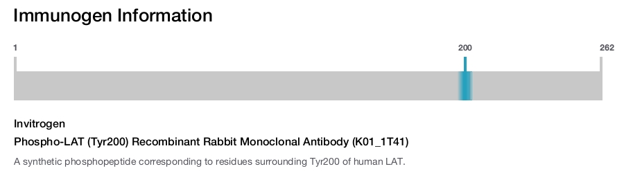 Phospho-LAT (Tyr200) Recombinant Rabbit Monoclonal Antibody (K01_1T41)