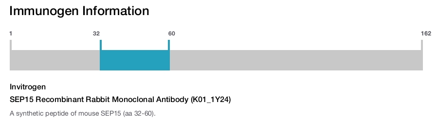 SEP15 Recombinant Rabbit Monoclonal Antibody (K01_1Y24)