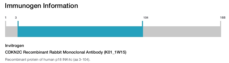 CDKN2C Recombinant Rabbit Monoclonal Antibody (K01_1W15)