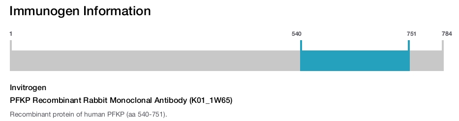 PFKP Recombinant Rabbit Monoclonal Antibody (K01_1W65)