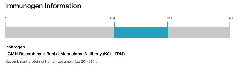 LGMN Recombinant Rabbit Monoclonal Antibody (K01_1T44)