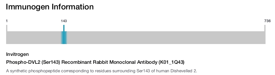 Phospho-DVL2 (Ser143) Recombinant Rabbit Monoclonal Antibody (K01_1Q43)