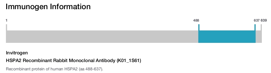 HSPA2 Recombinant Rabbit Monoclonal Antibody (K01_1S61)