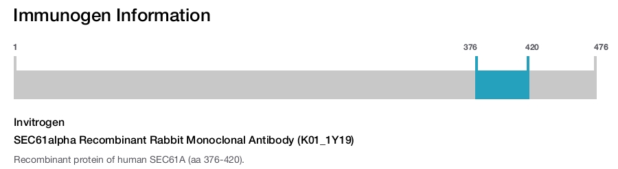 SEC61alpha Recombinant Rabbit Monoclonal Antibody (K01_1Y19)