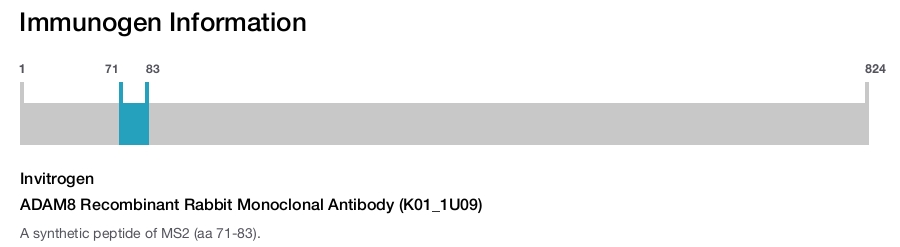 ADAM8 Recombinant Rabbit Monoclonal Antibody (K01_1U09)