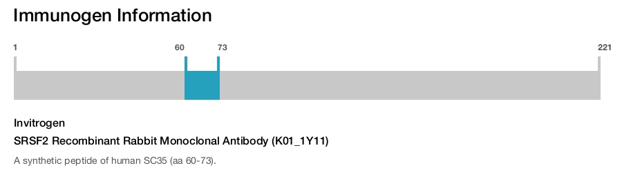 SRSF2 Recombinant Rabbit Monoclonal Antibody (K01_1Y11)