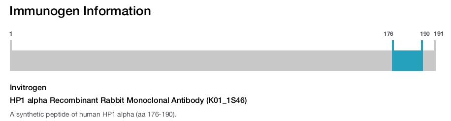 HP1 alpha Recombinant Rabbit Monoclonal Antibody (K01_1S46)