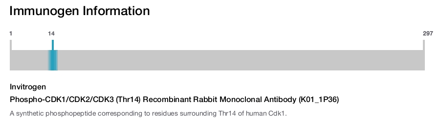 Phospho-CDK1/CDK2/CDK3 (Thr14) Recombinant Rabbit Monoclonal Antibody (K01_1P36)