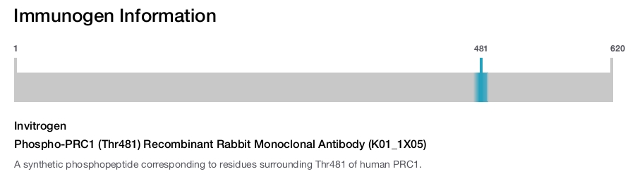 Phospho-PRC1 (Thr481) Recombinant Rabbit Monoclonal Antibody (K01_1X05)