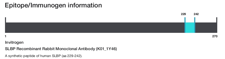 SLBP Recombinant Rabbit Monoclonal Antibody (K01_1Y46)